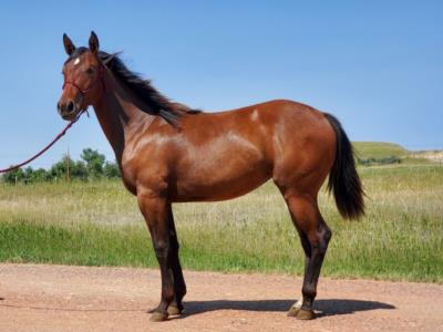 Whiskey Up Krill JW <BR>AQHA 6157590